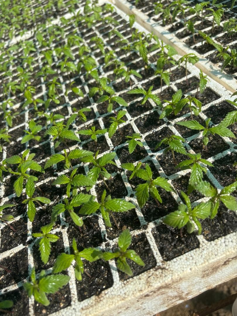 Shingar Farms, photo 3