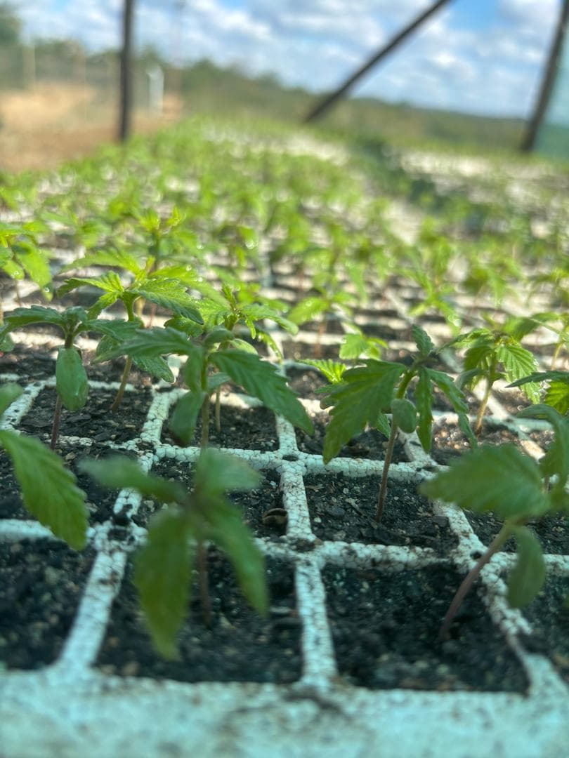 Shingar Farms, photo 4