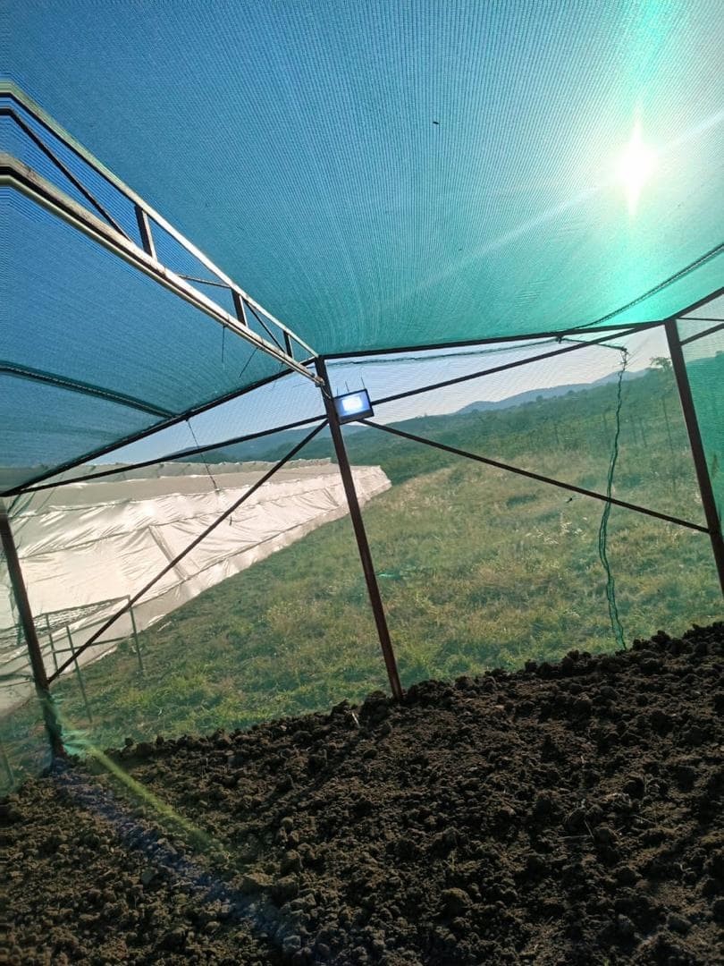 Shingar Farms, photo 5