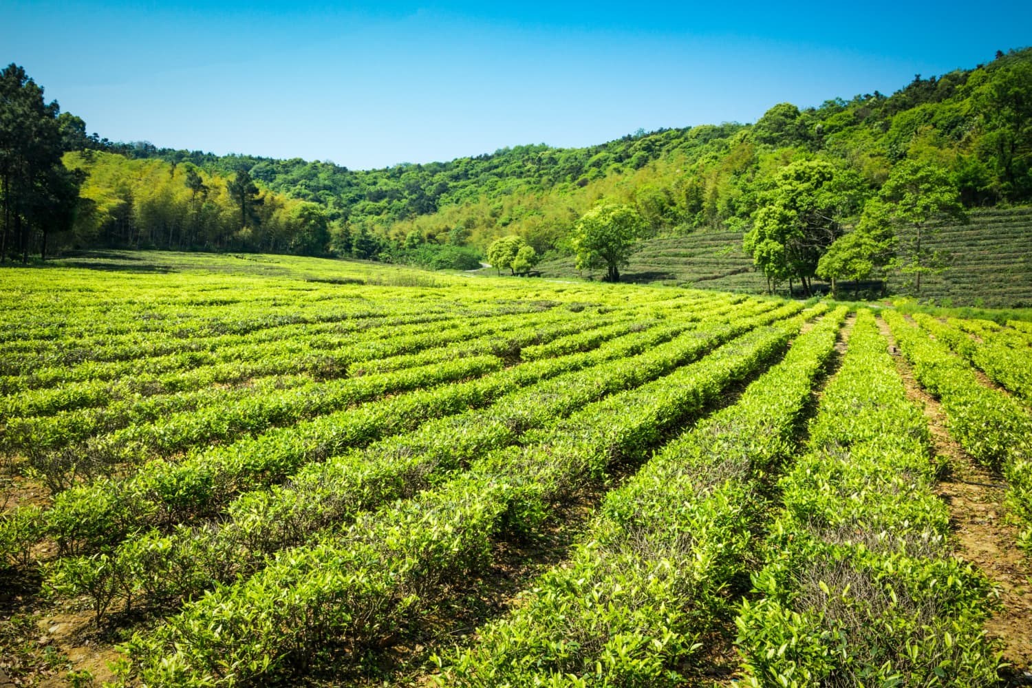 Shingar Farms, photo 1